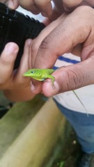 Anolis cyanostictus