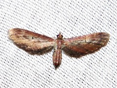 Eupithecia infelix