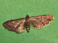 Eupithecia infelix