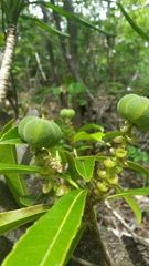 Droceloncia rigidifolia image