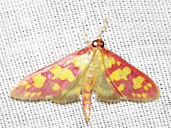 Stenochora lancinalis