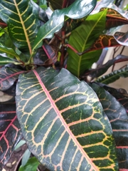 Codiaeum variegatum