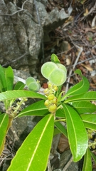 Droceloncia rigidifolia image