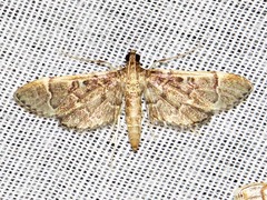 Duponchelia lanceolalis