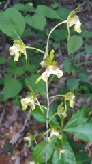 Eulophia spathulifera