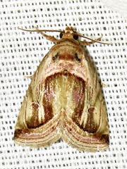 Deltote cumalinea