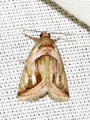 Deltote cumalinea