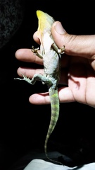 Anolis baleatus