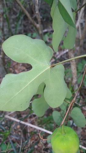 Adenia stylosa image