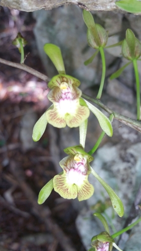 Eulophia calcarata