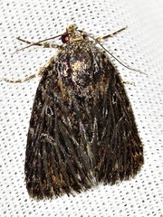 Hadjina carcaroda