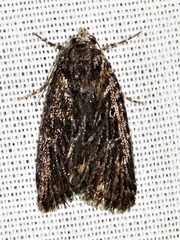 Hadjina carcaroda