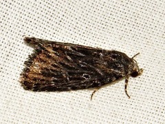 Hadjina carcaroda