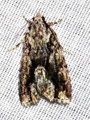 Iambia inferalis