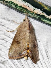 Hypocala deflorata