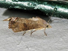 Hypocala deflorata
