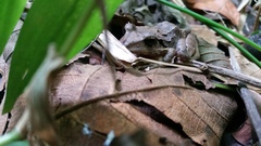 Eleutherodactylus inoptatus