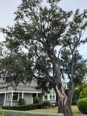 Sophora microphylla microphylla