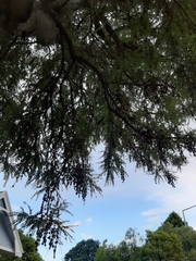 Sophora microphylla microphylla