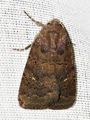 Caradrina tenebrata