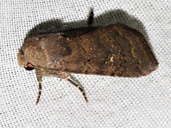 Caradrina tenebrata