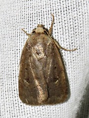 Caradrina tenebrata
