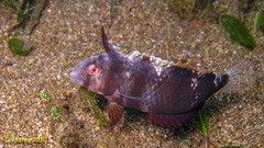 Iniistius aneitensis