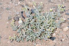 Mesembryanthemum nitidum