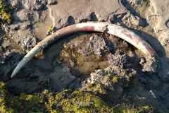 Mammuthus