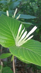 Exallosperma longiflora image