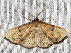 Anticarsia rubricans