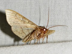 Anticarsia rubricans