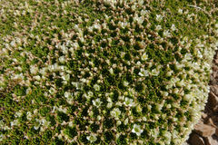 Hectorella caespitosa