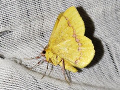 Petrodava leucicolor