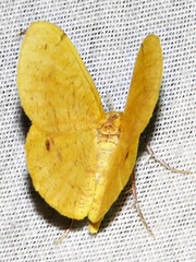 Petrodava leucicolor