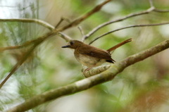 Cyornis umbratilis