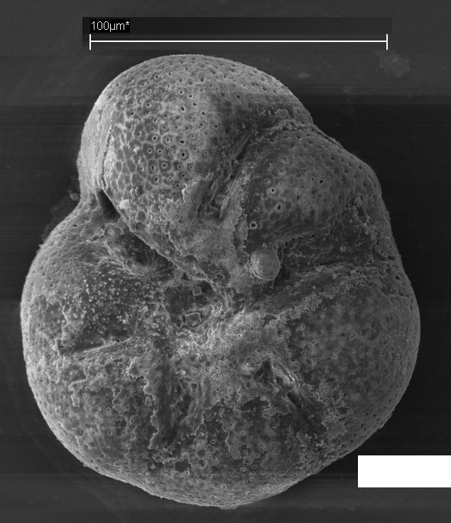 Ammonia veneta