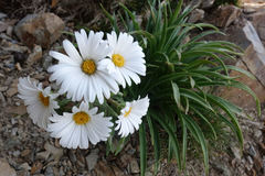 Dolichoglottis scorzoneroides
