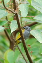 Rubigula cyaniventris