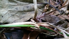 Eleutherodactylus inoptatus