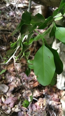 Pyrostria