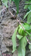 Pyrostria