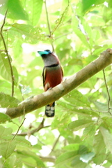 Eurylaimus javanicus