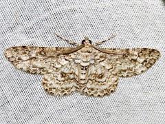 Ascotis reciprocaria