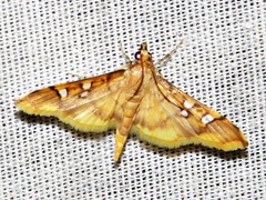 Prophantis smaragdina