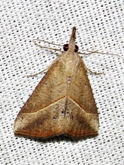 Hypena obacerralis