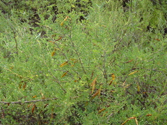 Caragana buriatica