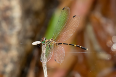 Nannophlebia eludens