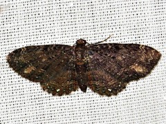 Horisme pallidimacula