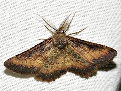 Aphilopota subalbata